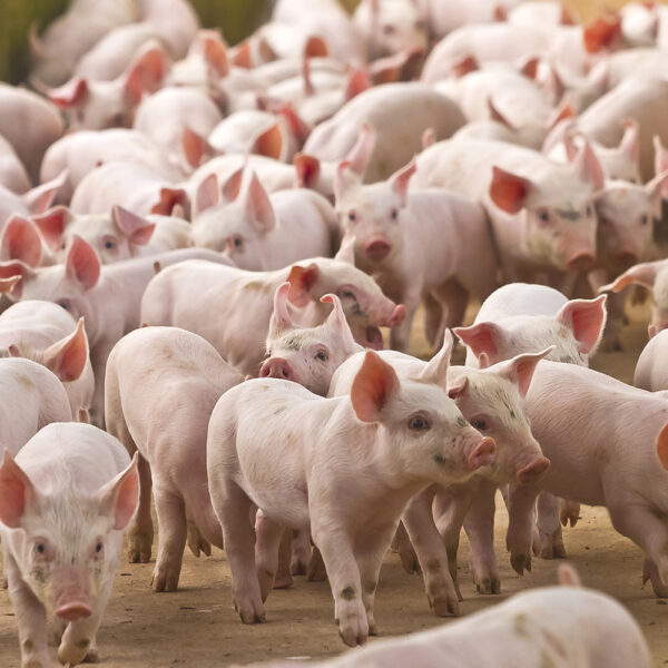 Dutch Agribusiness Worldwide Dutch Agribusiness Worldwide