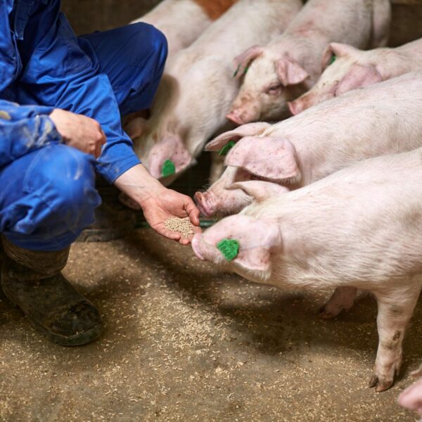 Norsvin-Duroc-x-TN70-finishers-NV-00143- Photo_Frank_Holm 4 mb