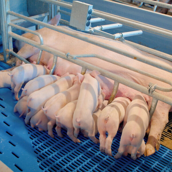 WellFarrowing (Screen_Denemarken_1) new