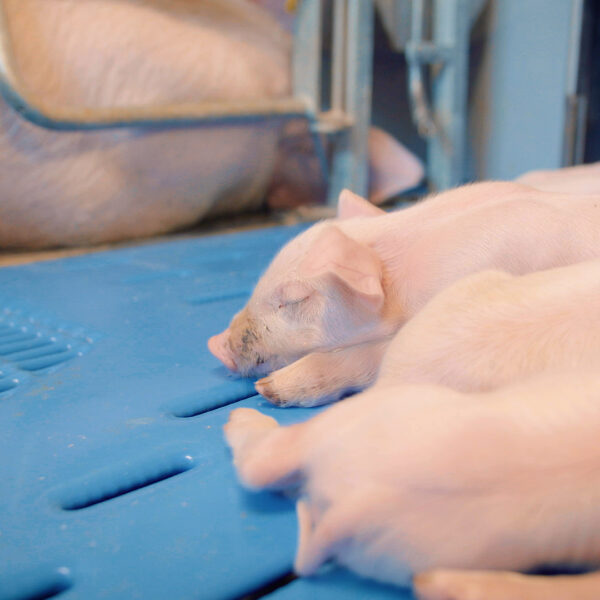 WellFarrowing3