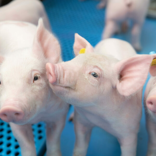 Biggen op Nooyen Super Coated Biggen op Nooyen Super Coated