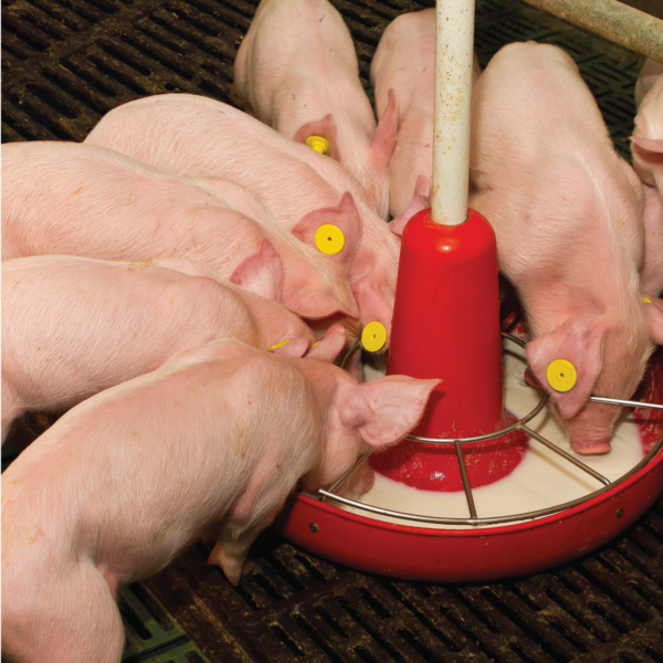 Schils-piglets